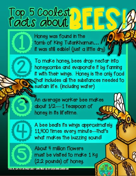 Top 5 coolest facts about… Honey Bees… Buuuzzzzzz!