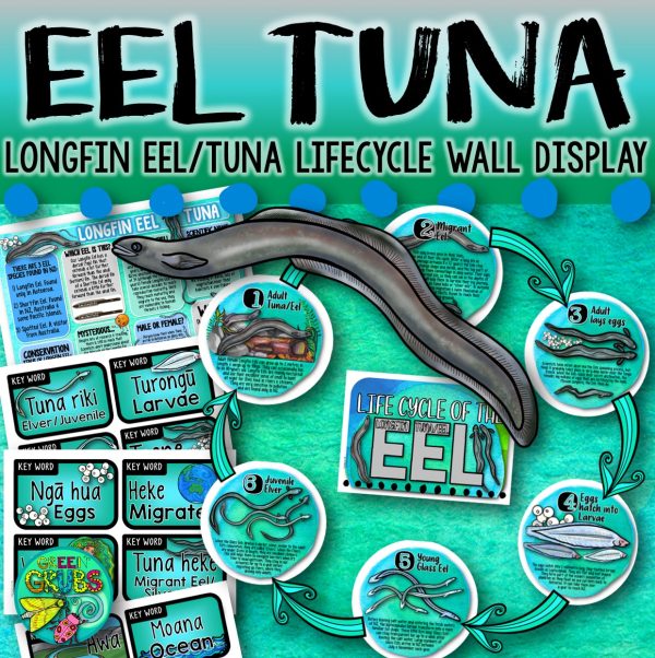 Longfin Eel Tuna Life Cycle Wall Display