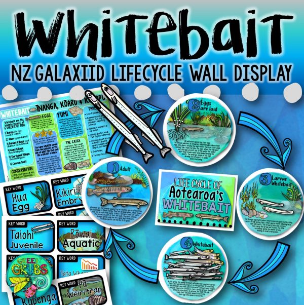 Whitebait Life Cycle Wall Display