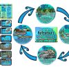 Whitebait Life Cycle Wall Display - Image 2