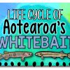 Whitebait Life Cycle Wall Display - Image 3