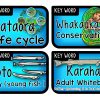 Whitebait Life Cycle Wall Display - Image 6