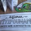 Titipounamu Rifleman {Make & Do Activity Pack} - Image 2